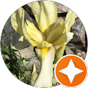 Iva Vujović profile picture